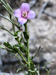 Cyanothamnus coerulescens