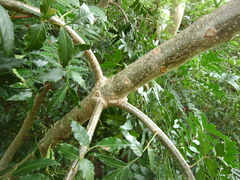Harpephyllum caffrum