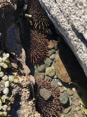 Evechinus chloroticus