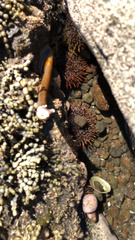 Evechinus chloroticus