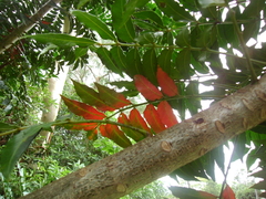 Harpephyllum caffrum