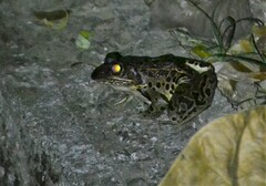 Lithobates forreri