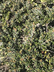 Grevillea diminuta