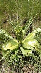 Eucomis