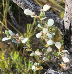 Spyridium spathulatum