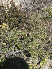 Grevillea diminuta
