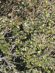 Grevillea diminuta