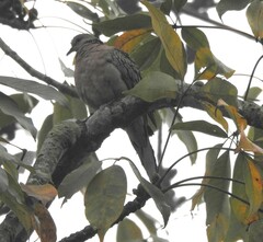 Streptopelia chinensis