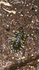Sypharochiton sinclairi