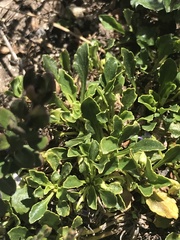 Viola improcera