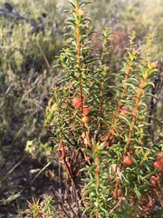 Gyrostemon australasicus