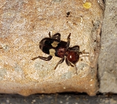 Enoclerus quadrisignatus