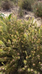 Leucadendron lanigerum lanigerum
