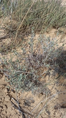 Lampranthus stipulaceus