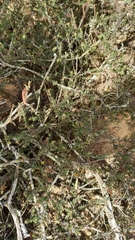 Phylica glabrata