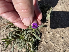 Nama hispida spathulata