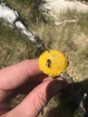 Craspedia aurantia jamesii