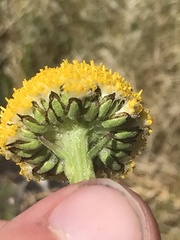 Craspedia aurantia jamesii