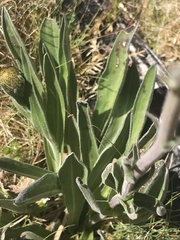 Craspedia aurantia jamesii