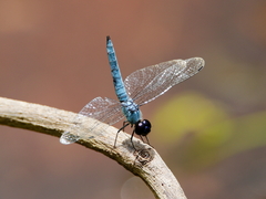 Brachydiplax duivenbodei