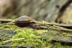 Monadenia mormonum cala
