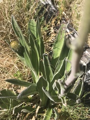 Craspedia aurantia jamesii