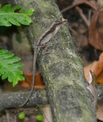 Anolis humilis