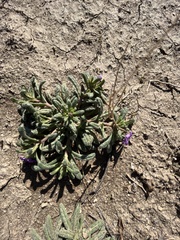 Nama hispida spathulata