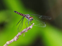 Brachydiplax duivenbodei