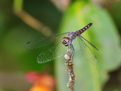 Brachydiplax duivenbodei