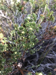 Phyllota pleurandroides