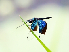 Rhyothemis resplendens
