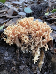 Ramaria formosa