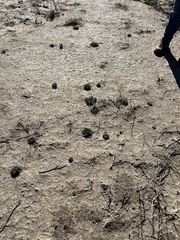 Nama hispida spathulata