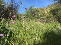 Dipterostemon capitatus capitatus