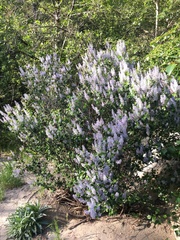 Ceanothus leucodermis