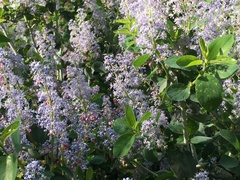 Ceanothus leucodermis