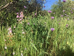 Dipterostemon capitatus