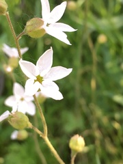 Lithophragma