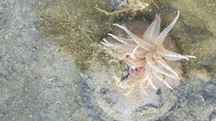 Paracondylactis sinensis