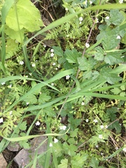 Eucrypta chrysanthemifolia