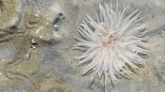 Paracondylactis sinensis