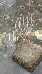 Pseudopterogorgia fredericki