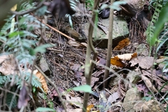 Urosphena squameiceps