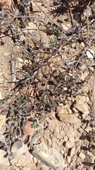Dipogon lignosus