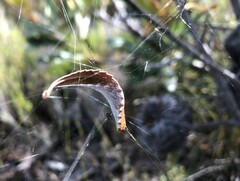 Phonognatha graeffei