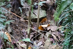 Urosphena squameiceps