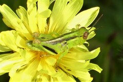 Hesperotettix viridis