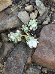 Psilocarphus brevissimus