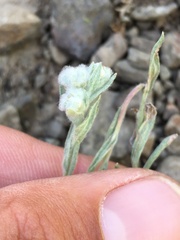 Micropus californicus